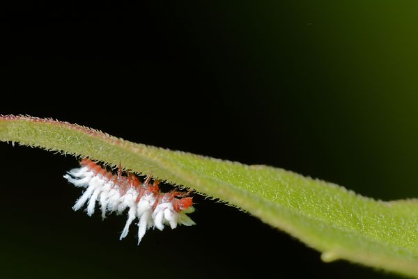 "Mealybug" Lady beetle larva...