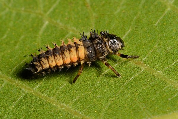 Typical Lady beetle larva...