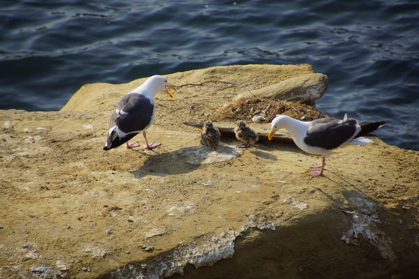 baby sea gulls...