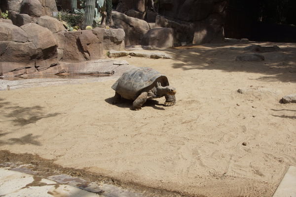 gaint tortise S.D Zoo...