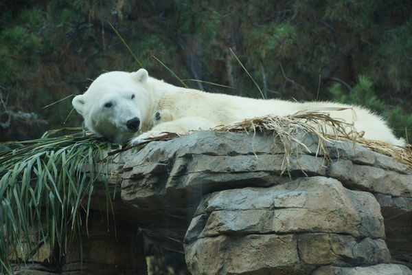 Sleepy Polar Bear...