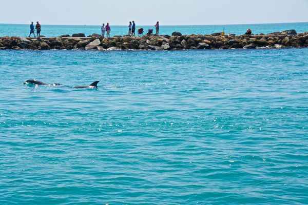 Dolphins at the Jetty in Florida!!...