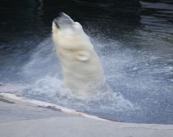 Polar Bear having fun in his pool...