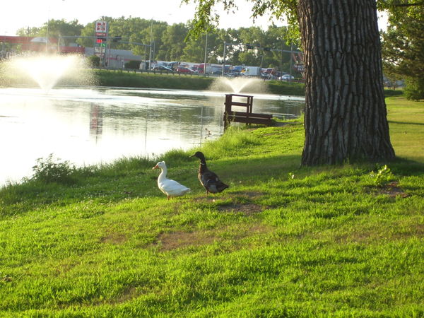 Couple of geese enjoying the day with couple of fo...