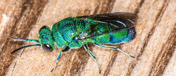 Finding the Cuckoo wasps daily now...
