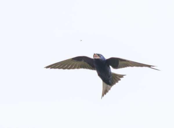 Martins, like all Swallows hawk insects out of the...