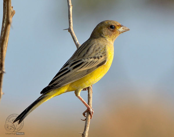 Red Headed Bunting...