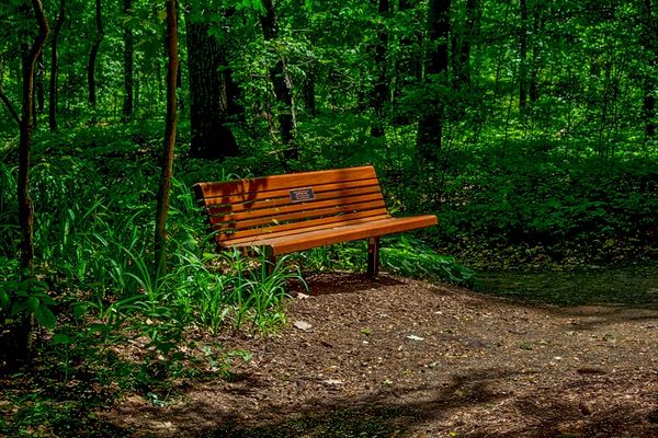 A bench in the middle of a small forest where ther...