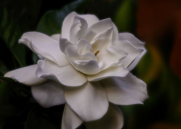 Evening Gardenia...