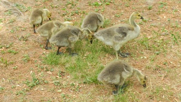 What can I say? Goslings!...