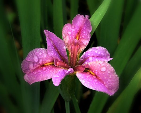 Watermarked Siberian Iris...
