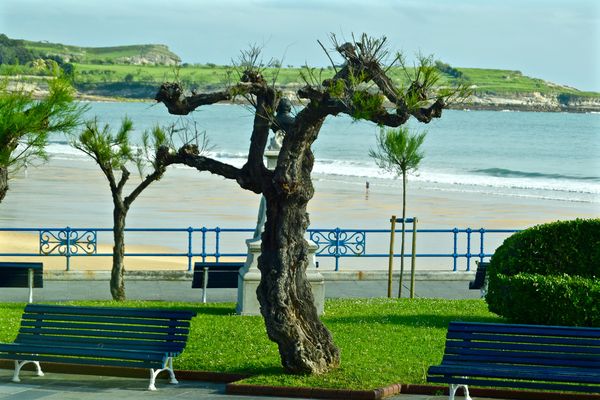 Benches, A Gnarly old tree, a Beach and the Sea...