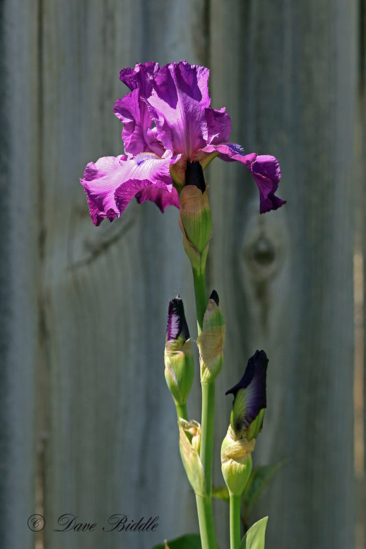 Bearded Iris As a kid we called these "Flags". Not sure where that