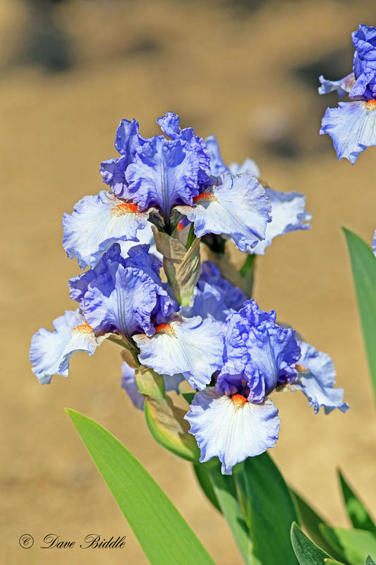 Bearded Iris As a kid we called these "Flags". Not sure where that