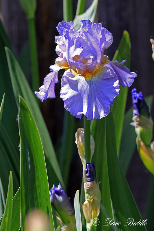 Bearded Iris As a kid we called these "Flags". Not sure where that