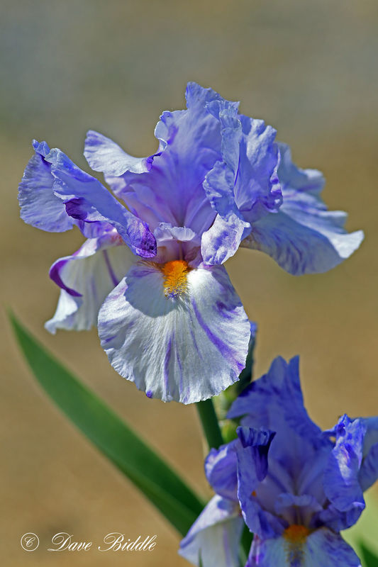 Bearded Iris As a kid we called these "Flags". Not sure where that