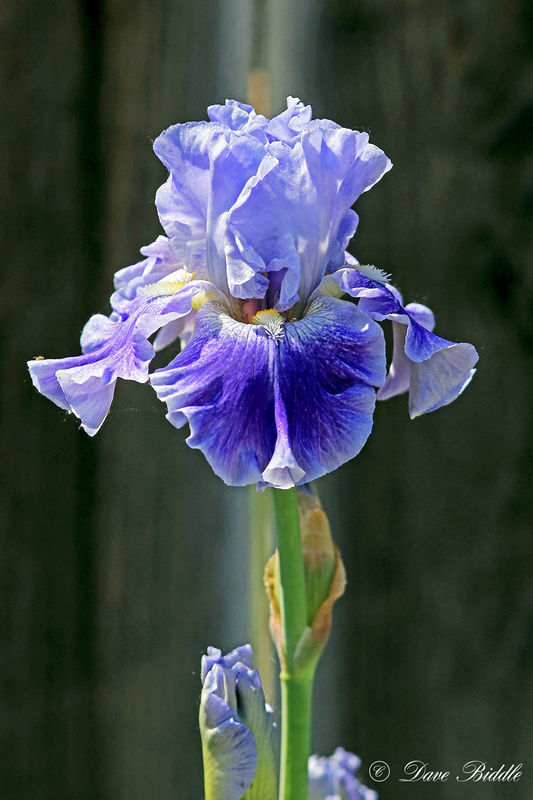 Bearded Iris As a kid we called these "Flags". Not sure where that