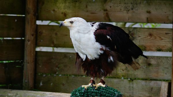 African fish Eagle...
