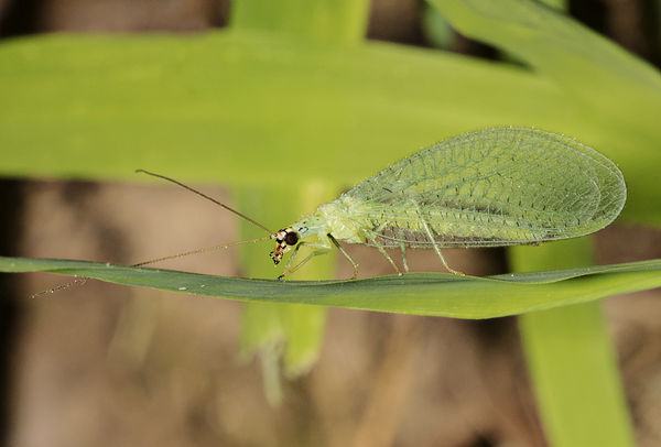 Lacewing...