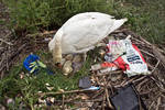 Busy Mum, This Swan made her nest from anything sh...