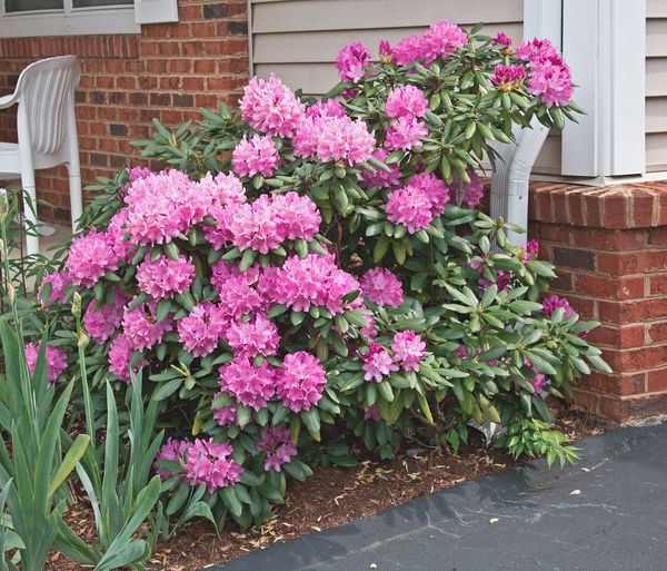 Neighbor's Rhododendron Bush...