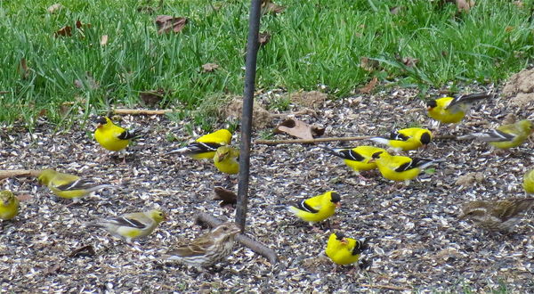Goldfinches......