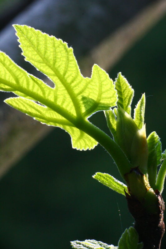 A fig leaf...