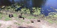 Momma Duck and Family going to the Anaheim  Pond f...