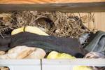 Mother Wren on her nest in my shop parts drawers-5...