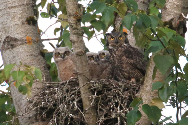 Great Horned owl family...