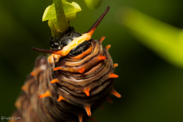 Polydamas Swallowtail (Battus polydamas) caterpill...