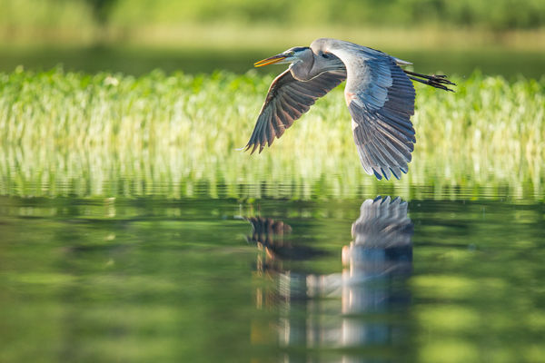 Ontario Canada, Great Blue Heron...
