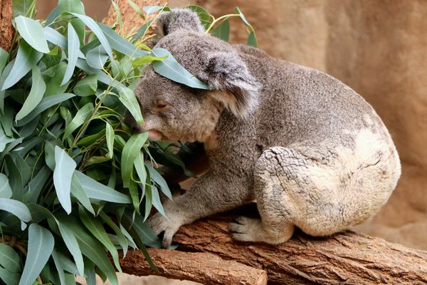 Koala eats shoots and leaves...