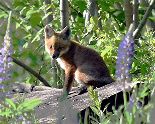 young fox and lupines...