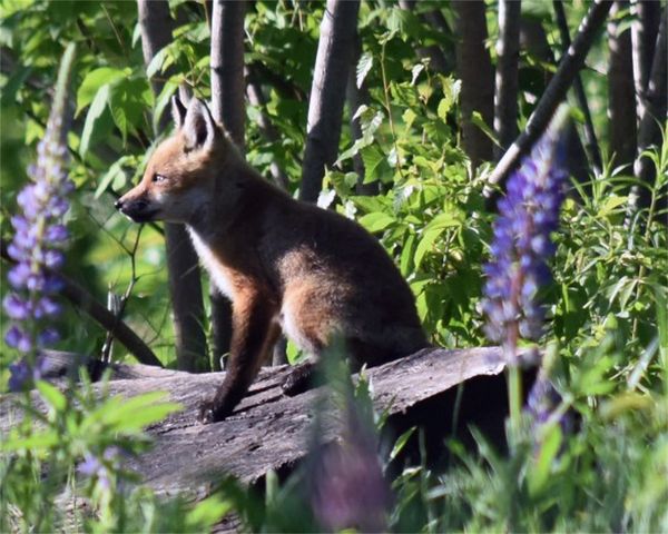 fox pup and lupines...