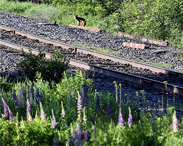 fox, tracks and lupines...