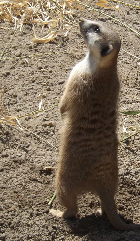 Meerkat sentry at Cleveland zoo....