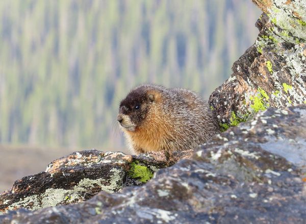 One of my favorite Marmot photo's taken of a young...