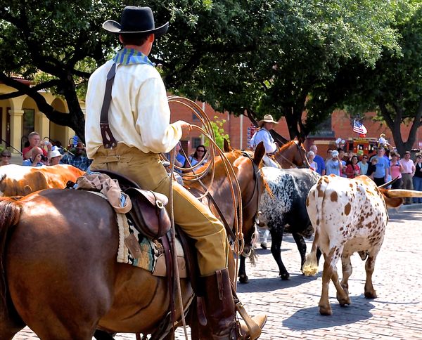 A real cattle drive, and a cowboy ready to rope if...