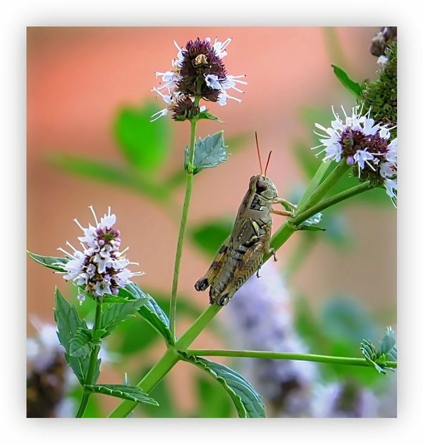Bug- Grassshopper...