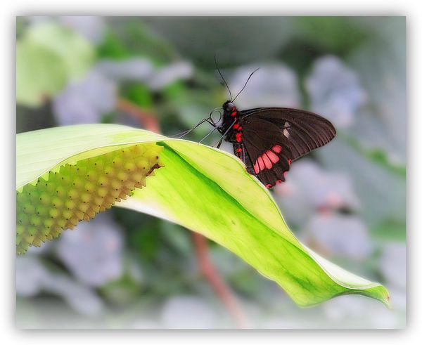 This pretty butterfly is called a Common Postman. ...