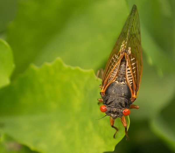 This Cicada was watching me very closely. It's alm...