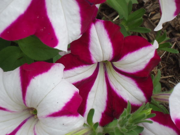 Could this be a petunia??...