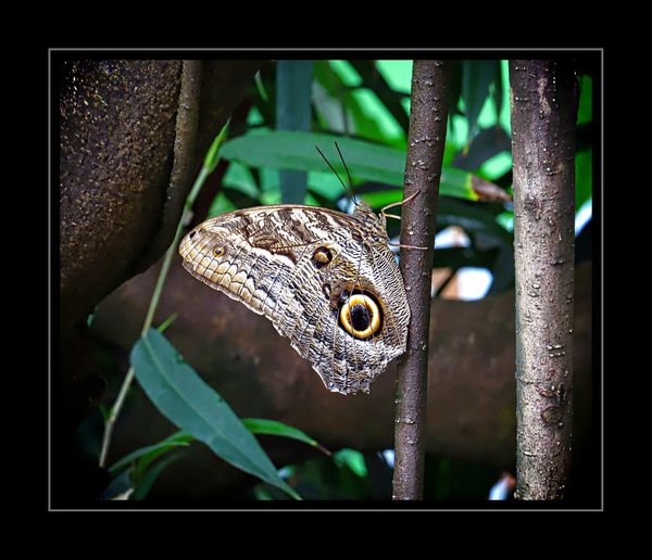 This Owl Butterfly, was very hard to photograph as...