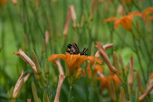 Butterfly in a Lily Cup...