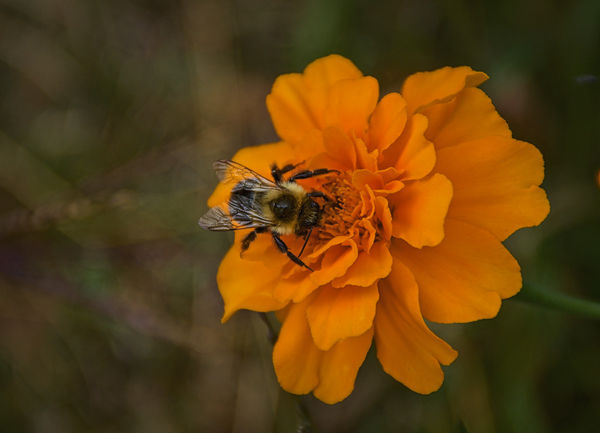 My best bee capture, I think...