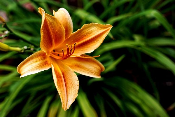 #7 My day lily's have started to bloom...
