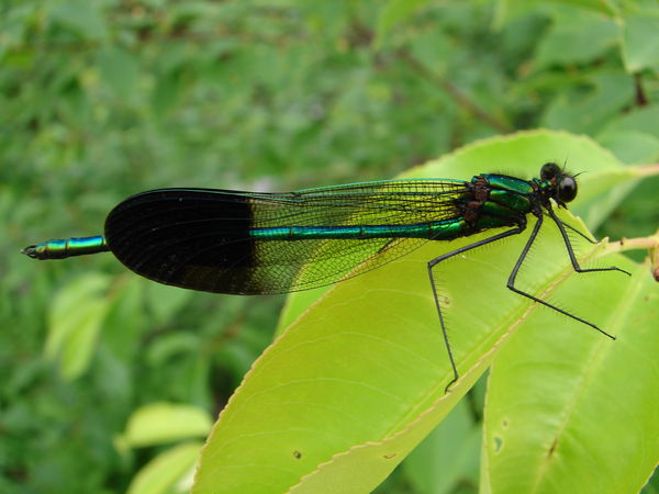 a river jewelwing damselfly...