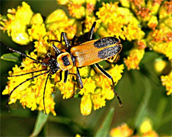a soldier beetle...