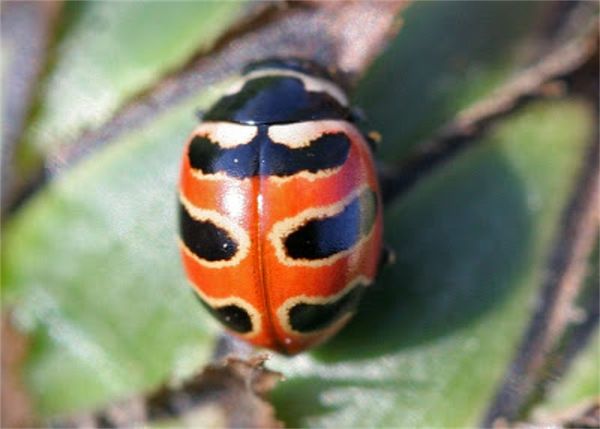 unknown name beetle...